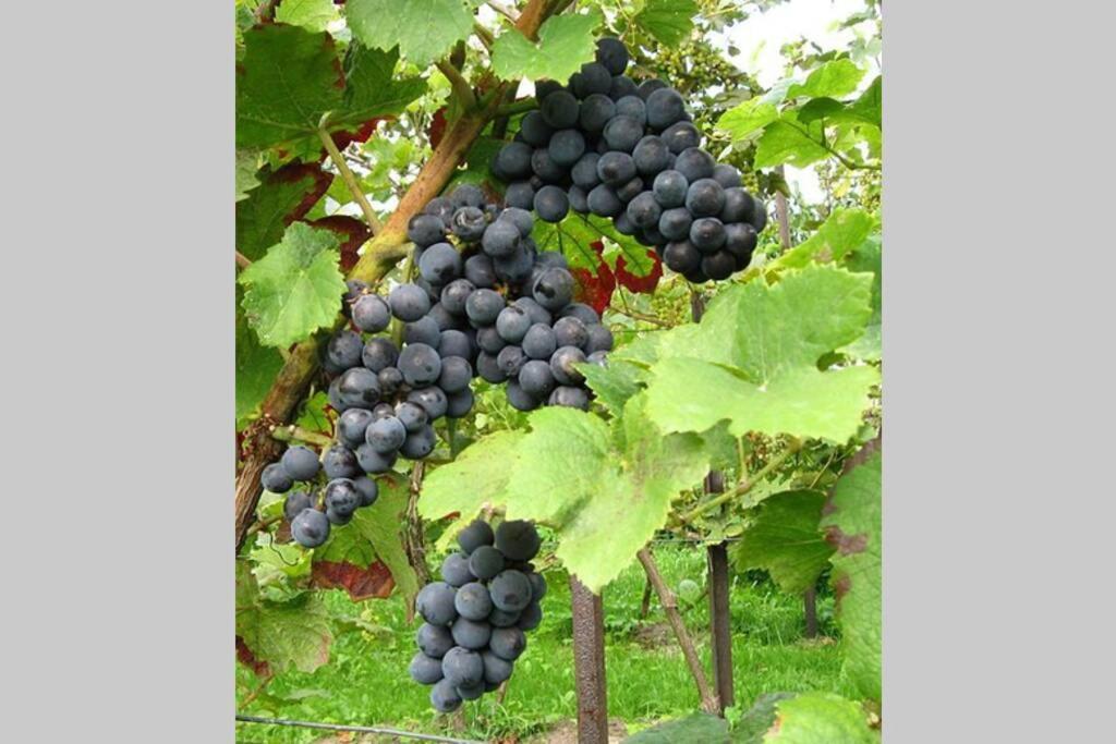 Raisin House Villa Koukounariá Dış mekan fotoğraf